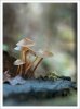 Mycena inclinata
