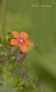 Naranja