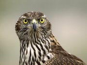 Naturaleza en acción: miradas que matan.