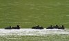 Negrón careto (Surf Scoter)