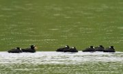 Negrón careto (Surf Scoter)