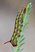 Nueva subespecie gallega.
