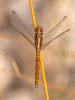 O. chrysostigma (Jesús Barreda Carbó)