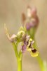 Ophrys Tenthredinifera