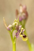 Ophrys Tenthredinifera