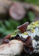 Oreja de Judas (AURICULARIA AURICULA-JUDAE)