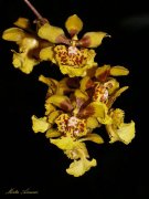 Orquídea Oncidium Pulvinatum