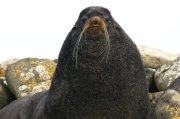 Oso marino ártico (Northern Fur Seal)