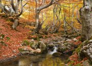 Otoño en el hayedo.