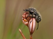 Oxythyrea funesta