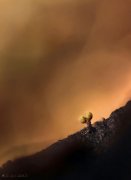 Paisaje con mixos