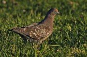 Paloma moteada (Spot-winged Pigeon)