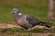 Paloma torcaz (Common Woodpigeon)