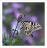 papilio macaon (Alex Alonso)
