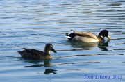 Pareja de ANADES REALES