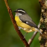 Platanero (Bananaquit)