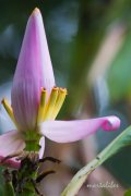 Plátano en Primavera