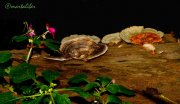 Plato del día:Hongos