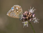 Polymmatus Icarus