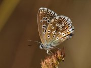 Polyommatus bellargus