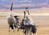 Por tierras de Gallocanta 4 (david pérez hens)