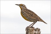 Pradero oriental (Eastern Meadowlark)