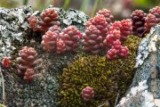 Protus rojos