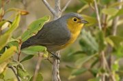 Reinita de Oriente (Oriente Warbler) 