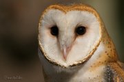 Retrato de Lechuza se Campanario (Tyto Alba)