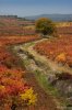 Rioja Alavesa, otoño