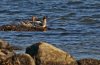 Serreta mediana (Red-breasted Merganser) (Salvador Solé Soriano)