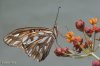 simple mariposa ....