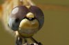 Sympetrum fonscolombii (recorte de la cabeza) (Jaume Bobet)