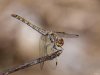 Sympetrum Striolatum
