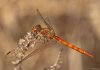 Sympetrum Striolatum 