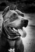 Titan.