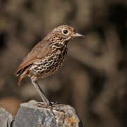 Tororoí andino (Stripe-headed Antpitta)