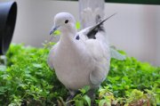 Tortola turca