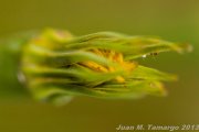 Tragopogon pratensis