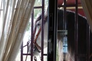 Un caballo en la ventana.