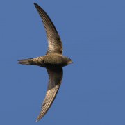 Vencejo común (Common Swift)