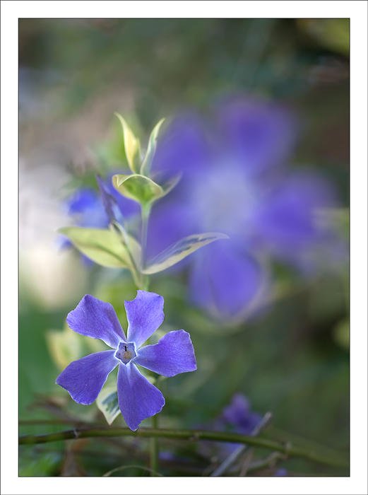 Vinca major (Alex Alonso) Vinca major (Alex Alonso)