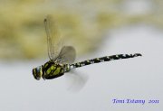 Vuelo de macho de Aeshna cyanea.