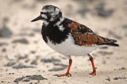 Vuelvepiedras común (Ruddy Turnstone)