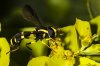 Xanthogramma marginale (Mosca avispa) (Jaume Bobet)