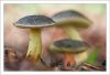 Xerocomus sp