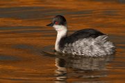 Zampullín blanquillo (Silvery Grebe)