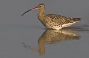 Zarapito real (Eurasian Curlew) 