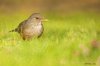 Zorzal colorado .... Turdus rufiventris