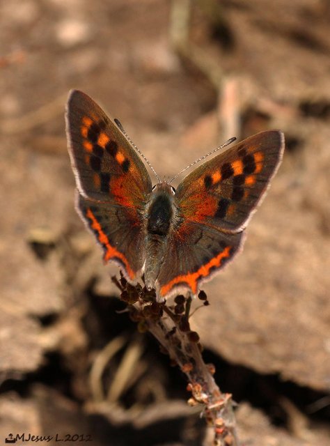 5694...(Lycaena phlaeas)